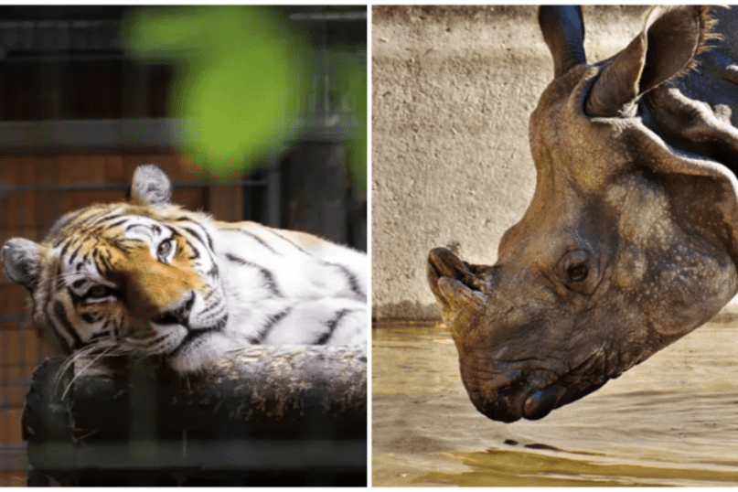Amazing Facts you might not know about Zoo Animals
