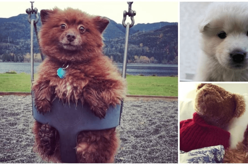 Super Cute Dogs That Could Pass As Teddy Bears