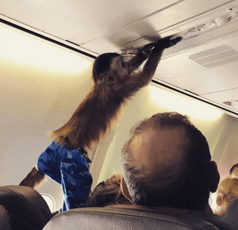 Weirdest Things That Have Ever Happened On A Plane