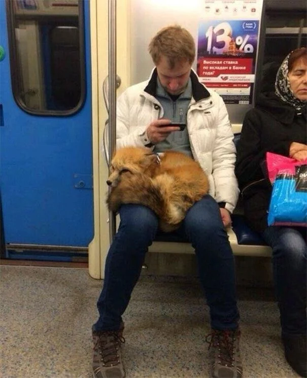 Just a casual fox riding the subway 