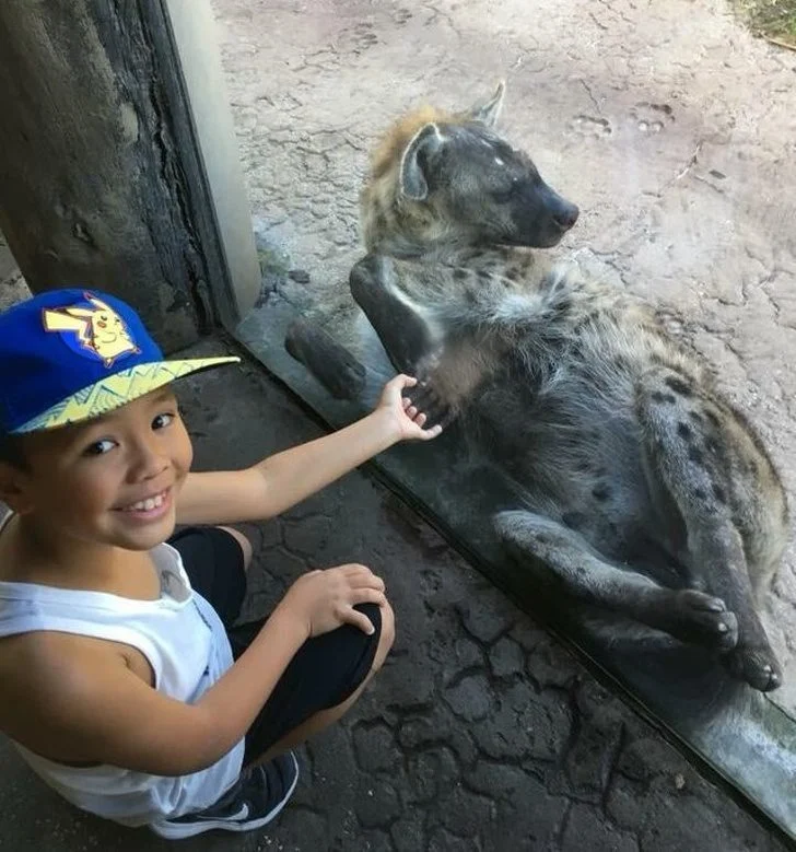I want to pet a hyena.
